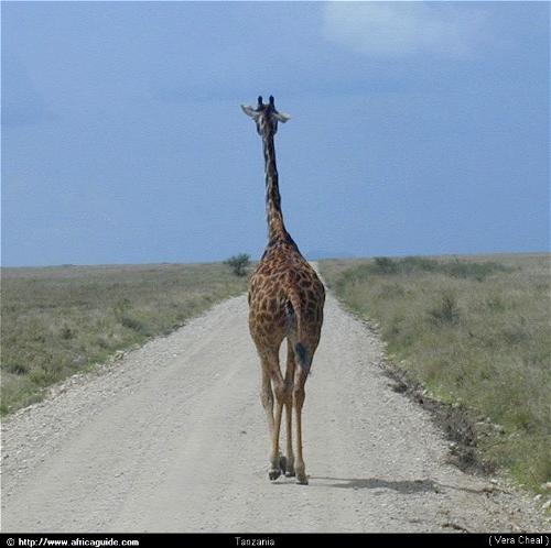 Giraffee - The tallest animal in the Savanah