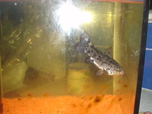 my cat fish - we bought this cat fish as a tiny one but as you see she has grown and needs a mate