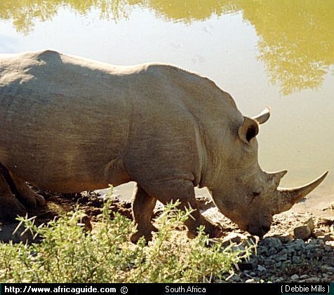 Rhino, Sheer strength - Its th most powerful anmal in the jungle! Rhino, Sheer strength - Its th most powerful anmal in the jungle!