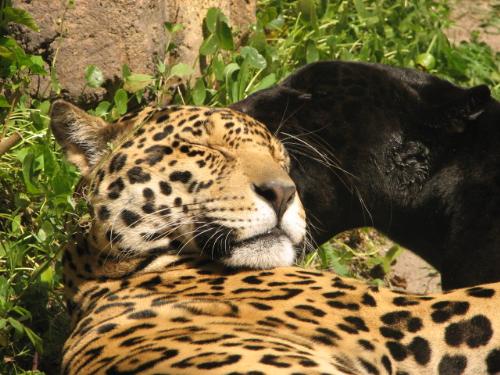 Go Jags! - Picture of two Jaguars.