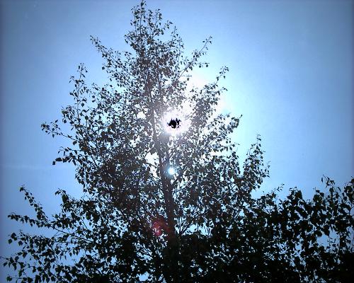 a ufo - My son snapped an unidentifeid flying object. He isn't sure if it was a ufo or he sun or a smudge, but this is what we found when we processed the film.