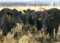 beefbeefbeef - beefbeef