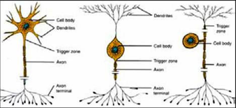 Three types of neurons - Watch the dendrites and the axons