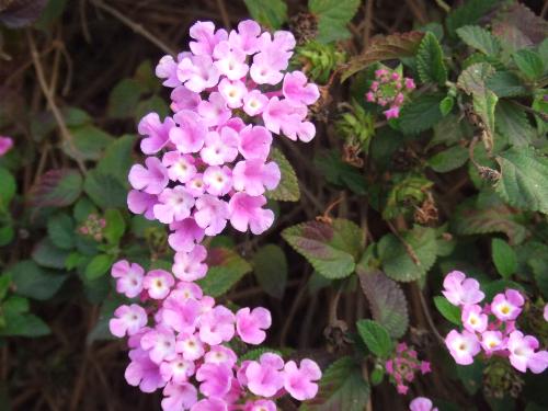 Flower - I took it in a park in Xiamen