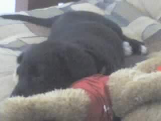 My PuMpKiN 'DeUcE' - This is my beautiful lab pup Deuce. He's getting bigger every other day now!