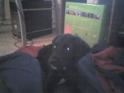 mY PuMpKiN  - He's a bit bigger in this photo. He's going on 13 weeks.