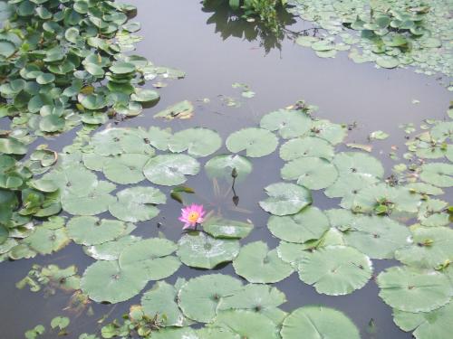 water lily - I took it from a park, my favorite flower