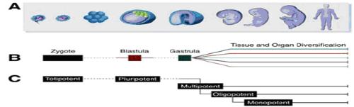 Types of stem cells - The picture describes the types and stages of stem cells. You can turn to me for any question. Types of stem cells - The picture describes the types and stages of stem cells. You can turn to me for any question.