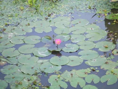 water lily - Hope you like it as well.