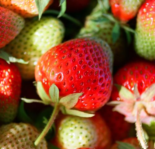 strawberry in the box - fresh strawberry pick