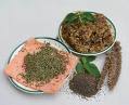 Chia seeds - Chia is the food of the future