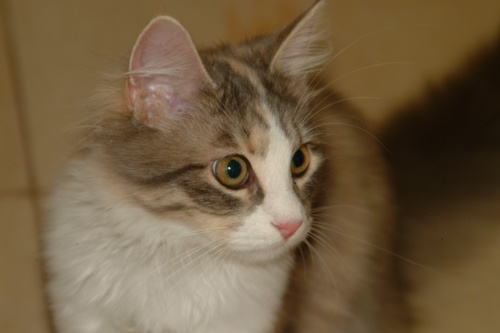 Feodora - My first cat