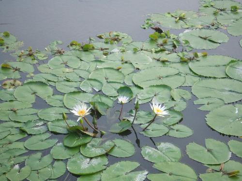 Water Lily - Take by myself, share with you :)