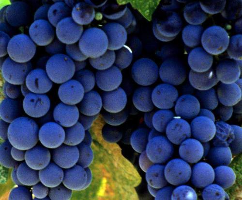 grapes - grapes in grape garden