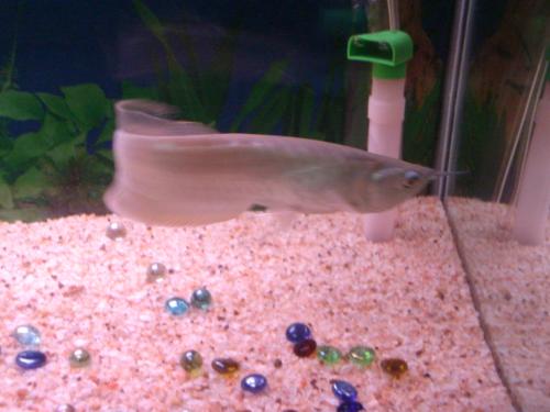 arowana - Arowana,Ornamental fish,Feng shui