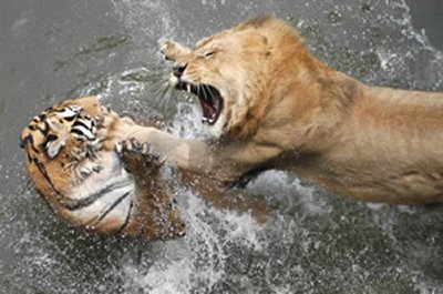 Animal Fights - This is a good illustration to be used when talking about how some people recklessly fight with each other..