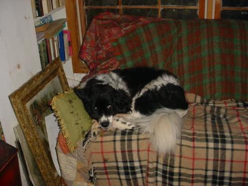 Lily at rest - Lily, a Springer Spaniel crossed with Border Collie, with all the behavior of the Springer.
