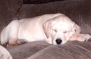TJ, a Labrador Retriever puppy - in a rare quiet moment!