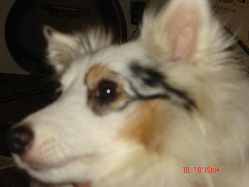 Trixie - I started to name her Rose because of the hair around her eye looks like a rose