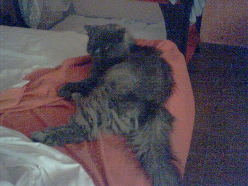 my cat:ashen - on the bed