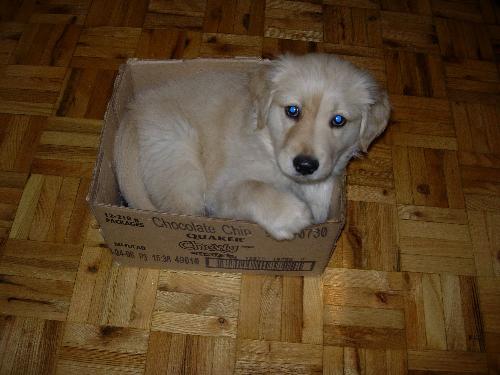 My dog In a box - Meeko playing in the box