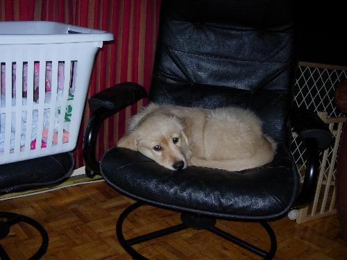 his leather chair - Meeko clamed this leather chair as his own