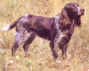 Wachtelhund - Hardy, courageous, efficient over any ground, the Wachtelhund has a good nose and is intelligent, lively and easy to train. Impetuous by nature, it is affectionate and obedient with its owner, but does not easily take to strangers. It is attractive in appearance and not lacking in elegance.