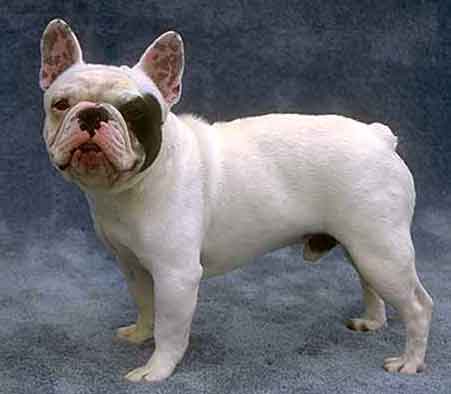 French Bulldog - French Bulldogs are a compact, muscular dog with a smooth coat, snub nose and solid bone. Their physical appearance is characterized by naturally occurring 'bat ears' that are wide at the base and rounded on the top. Their tails are naturally short, not cropped.