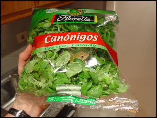 frog - meat salad?