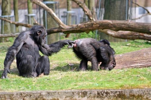 monkeys - funny monkeys