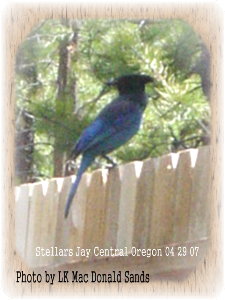 Nature - Taken behind our lot, Central oregon on 04 29 07. Lovely shot of a Stellar's Jay sitting on the fence.