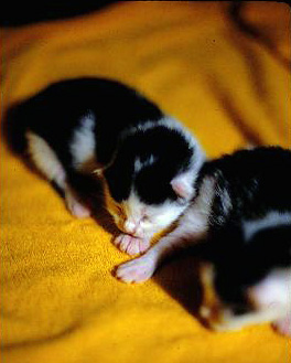 Newborn kittens - A photo of newborn kittens