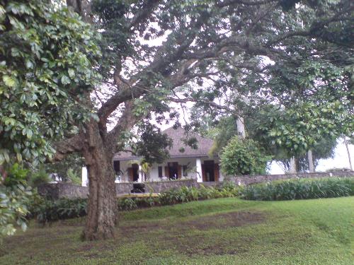 The House behind the Tree - It&#039;s the Dutch&#039;s Landlord Club house from the Losari Coffe Plantation, it was built in 1828 and still standing still till today cos of it&#039;s good maintenance!