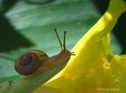 ideal life for a snail - ideal life for a snail, just like it and it is a good life