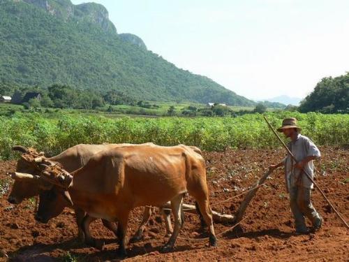 Typical farmer using the latest machinery in Cuba - Typical farmer using the latest machinery in Cuba. Could you imagine doing this daily?