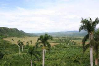 Cuban Palm trees in a valley - Cuban Palm trees in a valley..what a beautiful country !!