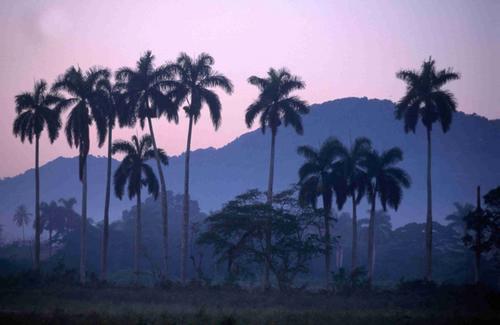 Palm trees in a purple sky with mountains in the b - Palm trees in a purple sky with mountains in the background in Cuba