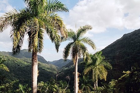 Cuba palm trees and mountains - Cuba palm trees and mountains. Where else can you have both?