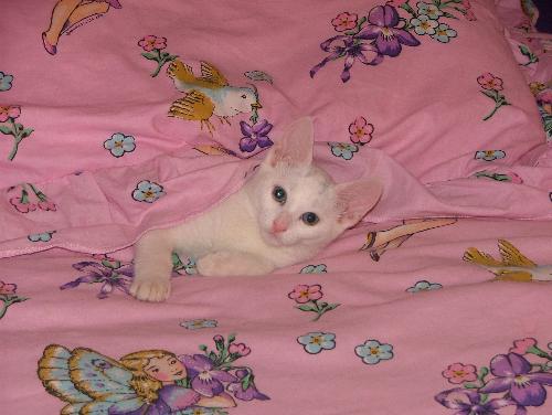My baby Russian White kitten - My baby Russian White kitten.