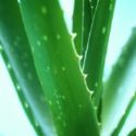 Aloe vera drink - Do you like aloe vera drink?