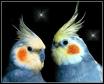 Australian Parrots  - Jeny and John my pet parrots