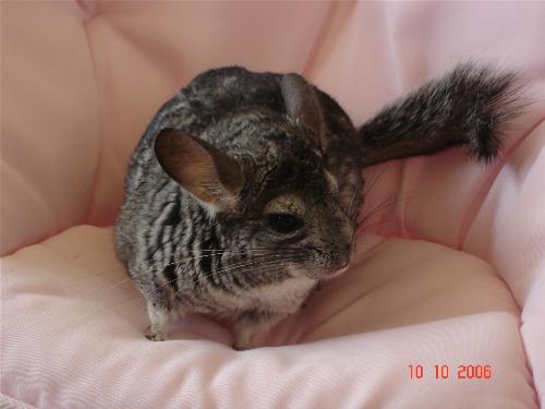 Caesar - My Chinchilla, Caesar. Caesar means 'head of hair'. My four year old sister loved to carry him around and he would just sit in her arms. She put him in her little chair and he stayed there and it was like he was posing so I took a picture for her.