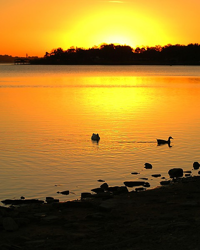 ducks - ducks in a pond