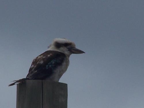 Kookaburra - Australian native bird