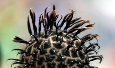 Funny head - hair? sea urnich?....:)