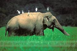Buty of Sri lanka - A wile elephant in a field