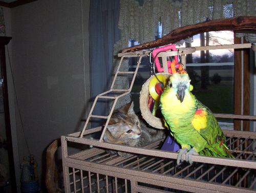 MY Bird and Cat - My Bird and Cat Chillin Together.