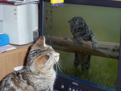 Cat Looking at Computer - Buttons Looking at Cat On Computer Backround