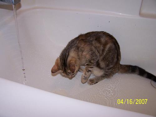 Cat In Tub - Buttons Playing in the Tub Filling with Water