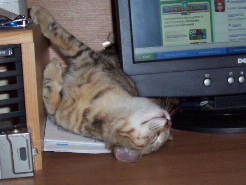 Sleepy Cat - Ya Woke Me Up Dammit.